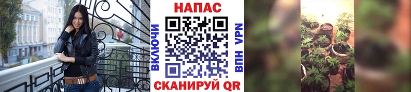 Конопля Bruce Banner  Вилючинск 